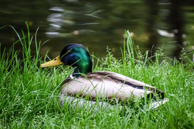 Canlı yeşil bir kafası ve sarı gagası olan erkek bir yaban ördeği, sakin bir su kütlesinin yanında uzun yeşil otların arasına yerleşir.