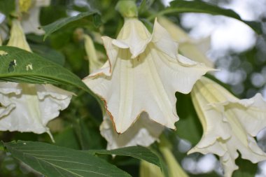 Trompet şeklindeki beyaz çiçeklerin aşağı sarkık yeşil yapraklar arasında sallanışını yakından görmek, sakin bir doğal manzara yaratıyor.