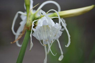 Çiçek açan beyaz bir örümceğin yakın plan görüntüsü. Karmaşık taç yapraklarını ve erkekliğini bulanık doğal bir arka plana karşı sergiliyor.