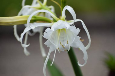 Güzel beyaz bir nilüfer çiçeğinin yakın plan görüntüsü. Karmaşık taç yapraklarını ve narin erkek organlarını bulanık bir arka planda sergiliyor.