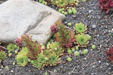 Sempervivum bitkileri, diğer adıyla Tavuklar ve Yavrular, büyük bir taşın yanındaki çakıllı bahçe yatağına yayılan canlı yeşil ve kırmızımsı renkler sergilerler.