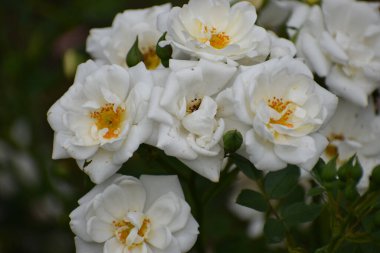 Detaylı taç yaprakları ve yeşil yapraklar ve açılmamış tomurcuklarla çevrili parlak sarı merkezli birkaç beyaz gülün yakın plan görüntüsü.