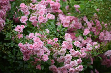 Küçük, yumuşak, yeşil yapraklı ve tomurcuklu pembe güllerle kaplı sık bir çalı romantik bir bahçe sahnesi yaratıyor.