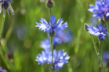 Narin mavi çiçek yaprakları, parlak güneş ışığında açar, yemyeşil yaprakların bulanık zeminine ve yumuşak bokeh ışıklarına karşı.