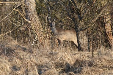 Zarif bir yumurta geyiği, kuru otların ve ormanlık bir ortamın karışık dallarının arasında durup sıcak güneş ışığıyla yıkanır.