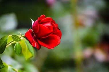 Tek, koyu kırmızı bir gül, kadife yapraklarını, bulanık yeşil yaprakların arkaplanına serer. Romantizm ve doğal güzelliği çağrıştırır.