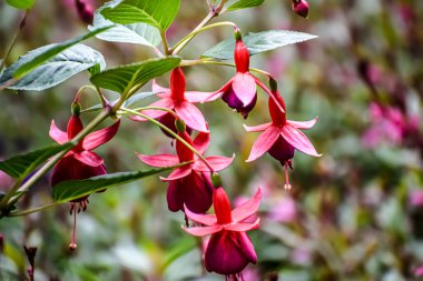 Çan şeklindeki eşsiz yapılarını gösteren birden fazla fuşya çiçeğinin yakın plan görüntüsü ve zıt renkler yumuşak, bulanık bir arkaplan karşısında