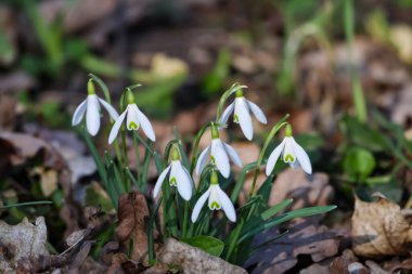 Düşen yaprakların arasında yeşil işaretli beyaz kar damlası demeti açar ve ormanlık alanda yeni yeşil filizlenir.