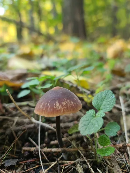 Karpatya ormanlarında beyaz mantarlar