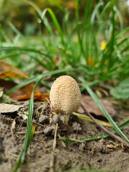 Vahşi ormandaki küçük mantarlar