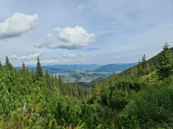 Dağ manzaralı sakin orman