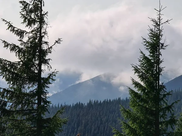 Karpatya dağında sis