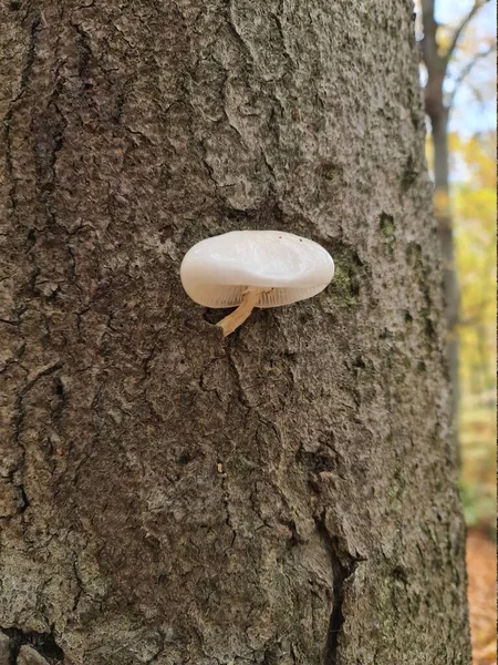 Ukrayna ormanlarında mantarlar 