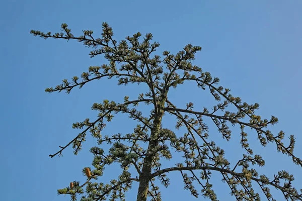 Árvores Origem Oxigénio Mais Básicas — Fotografia de Stock