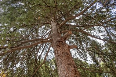 en temel oksijen kaynağı ağaçlar