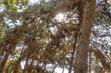 en temel oksijen kaynağı ağaçlar