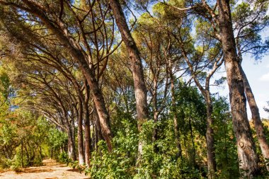 en temel oksijen kaynağı ağaçlar