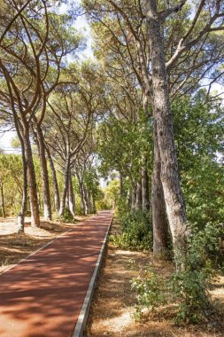 en temel oksijen kaynağı ağaçlar