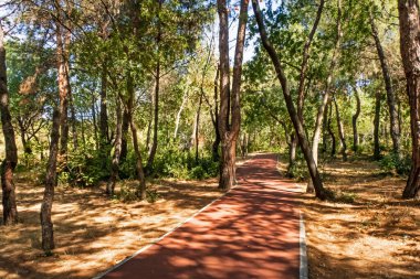 en temel oksijen kaynağı ağaçlar