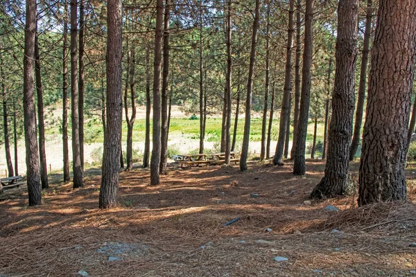 Most Basic Oxygen Source Trees — Stock Photo, Image