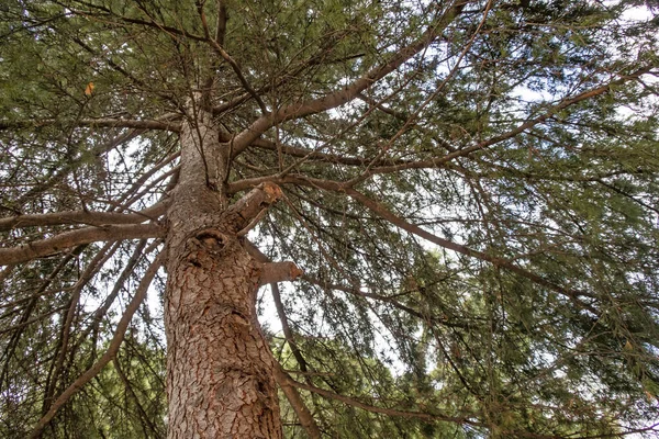 Les Arbres Sources Oxygène Les Basiques — Photo