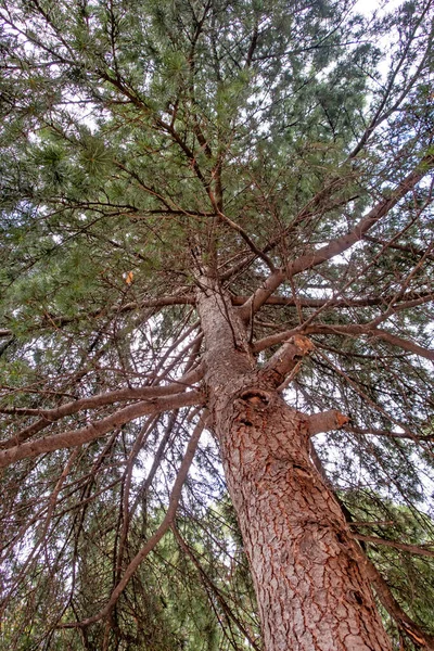 Najbardziej Podstawowe Drzewa Źródłowe Tlenu — Zdjęcie stockowe