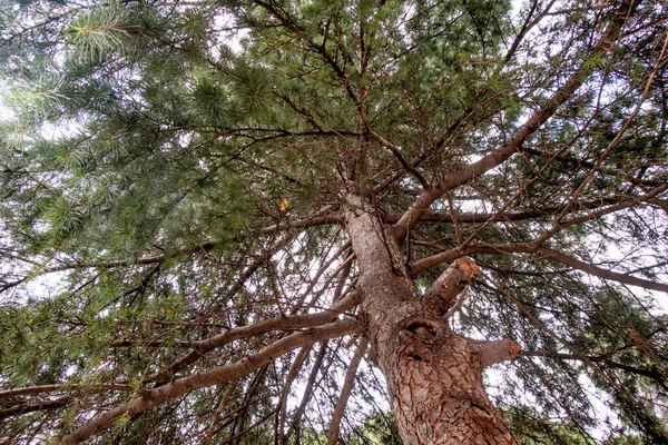 Les Arbres Sources Oxygène Les Basiques — Photo