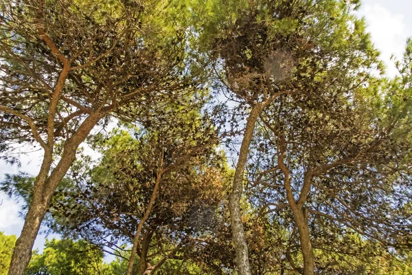 Найпростіші Дерева Джерела Кисню — стокове фото