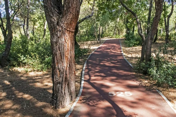 Les Arbres Sources Oxygène Les Basiques — Photo