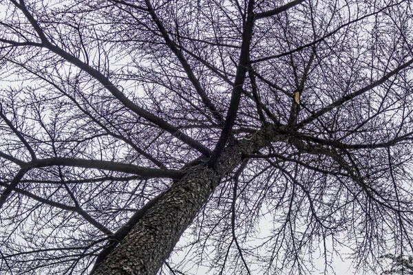 Najbardziej Podstawowe Drzewa Źródłowe Tlenu — Zdjęcie stockowe