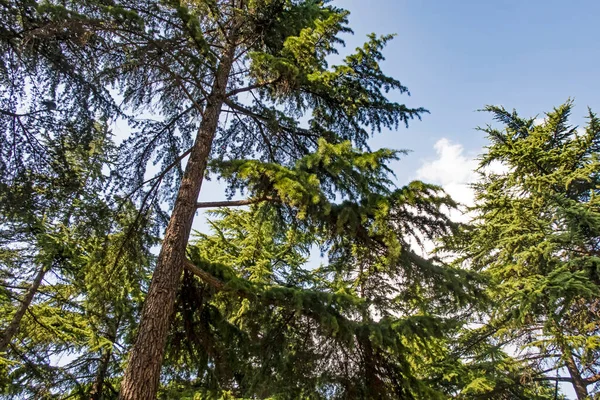 Самые Простые Деревья Источников Кислорода — стоковое фото