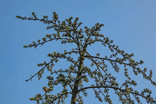Найпростіші Дерева Джерела Кисню — стокове фото