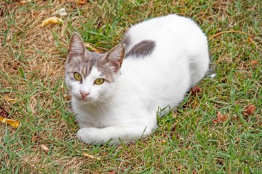 Şirin dostlarımız doğadaki kediler.
