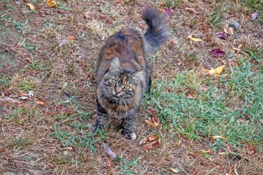 Şirin dostlarımız doğadaki kediler.