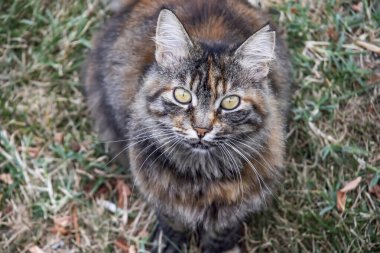 Şirin dostlarımız doğadaki kediler.