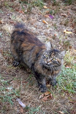 Şirin dostlarımız doğadaki kediler.