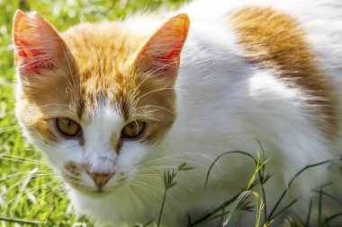 Şirin dostlarımız doğadaki kediler.
