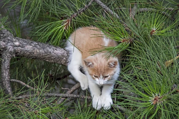 Unsere Süßen Freunde Katzen Der Natur — Stockfoto