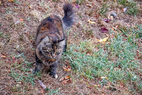 Onze Huisdier Schattige Vrienden Katten Natuur — Stockfoto