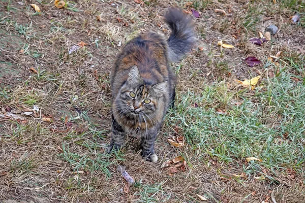 Onze Huisdier Schattige Vrienden Katten Natuur — Stockfoto