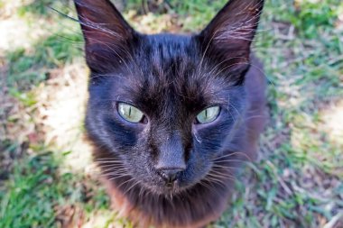 Şirin dostlarımız doğadaki kediler.