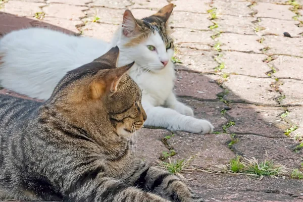 Onze Huisdier Schattige Vrienden Katten Natuur — Stockfoto