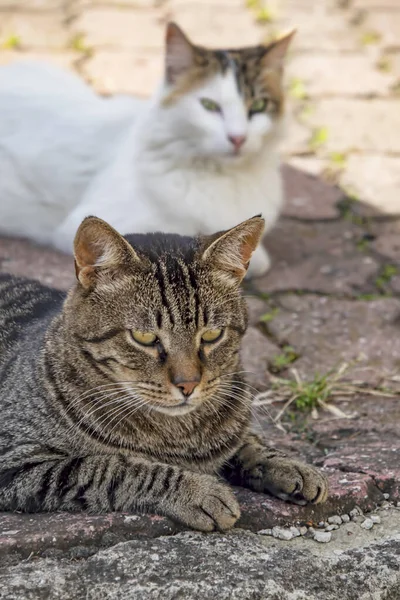 Nuestra Mascota Lindos Amigos Gatos Naturaleza — Foto de Stock