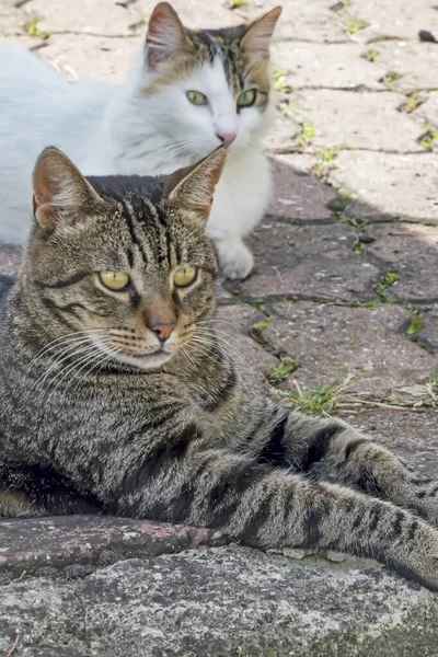 Nuestra Mascota Lindos Amigos Gatos Naturaleza — Foto de Stock