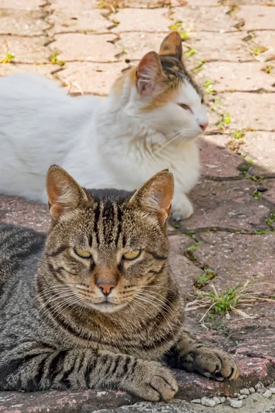 Nuestra Mascota Lindos Amigos Gatos Naturaleza — Foto de Stock