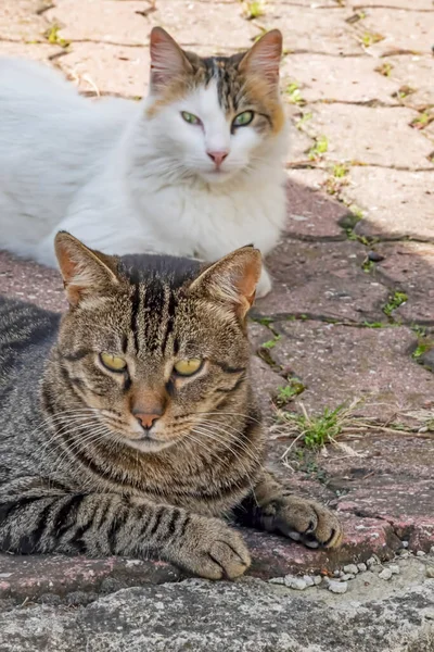 Nuestra Mascota Lindos Amigos Gatos Naturaleza — Foto de Stock