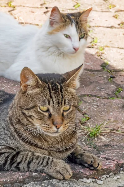 Nuestra Mascota Lindos Amigos Gatos Naturaleza — Foto de Stock