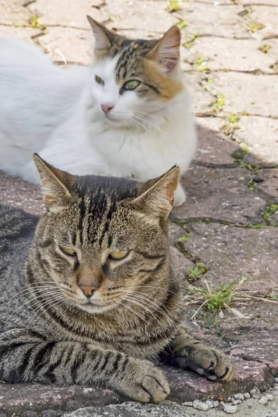 Nuestra Mascota Lindos Amigos Gatos Naturaleza — Foto de Stock