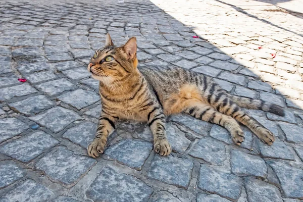 Nuestra Mascota Lindos Amigos Gatos Naturaleza —  Fotos de Stock