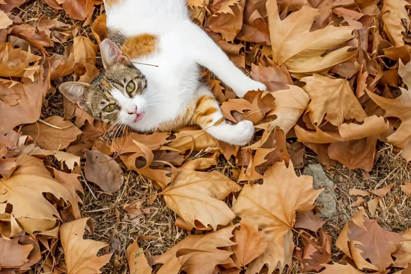 Unsere Süßen Freunde Katzen Der Natur — Stockfoto